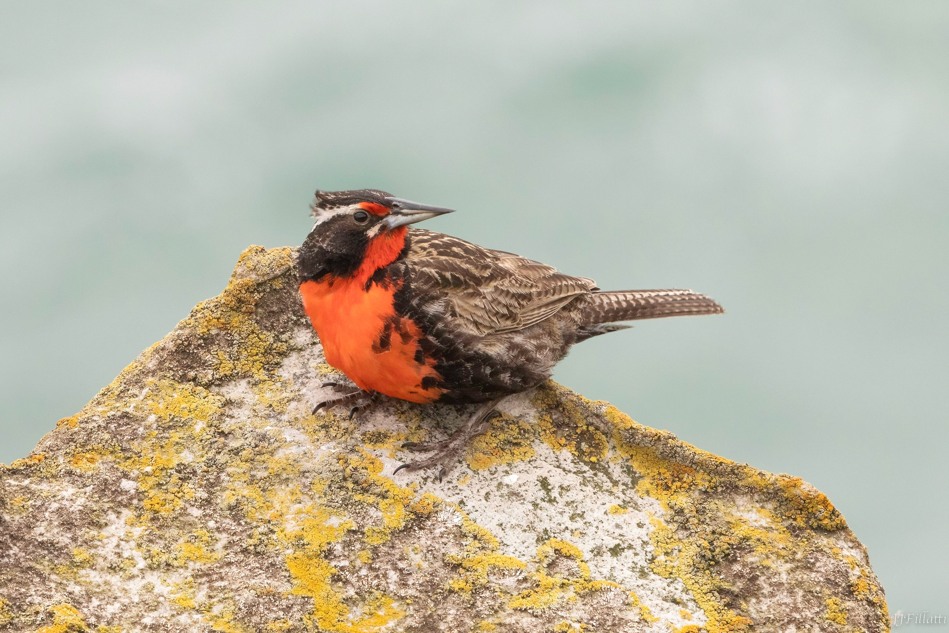 bird of the falklands image 59